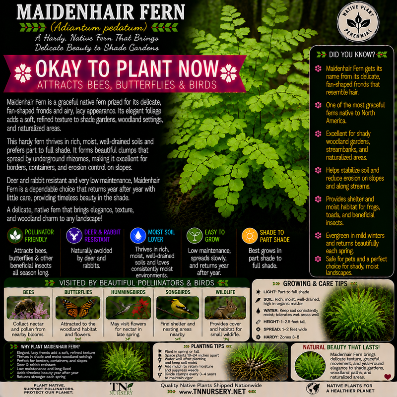 Maidenhair Fern