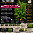 New York Fern