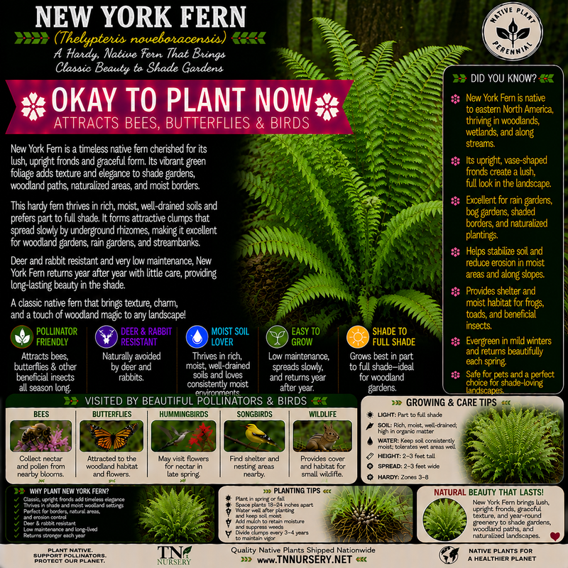 New York Fern