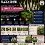 Black Cohosh Plant
