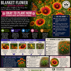 Blanket Flower