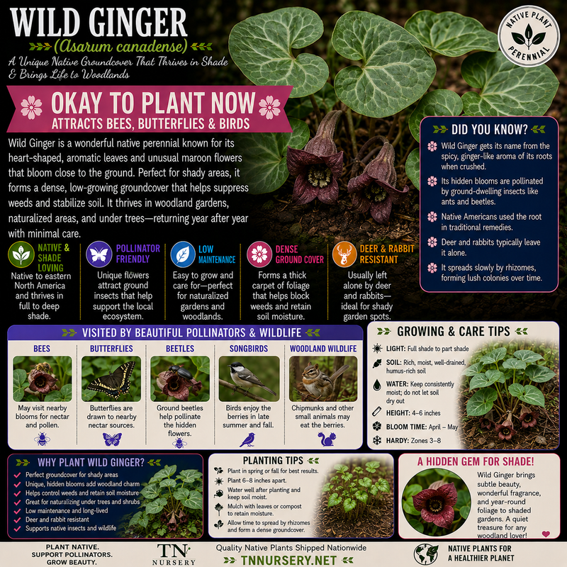 Wild Ginger Plant