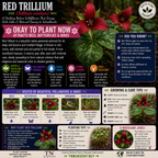 Red Trillium