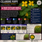 Celandine Poppy Plant