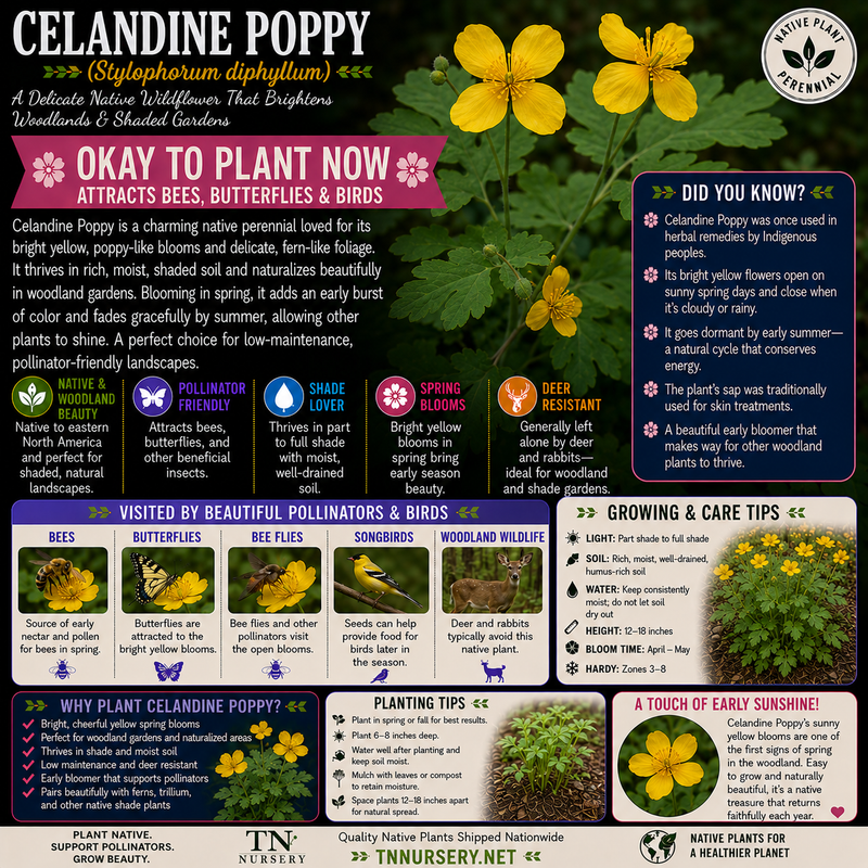 Celandine Poppy Plant