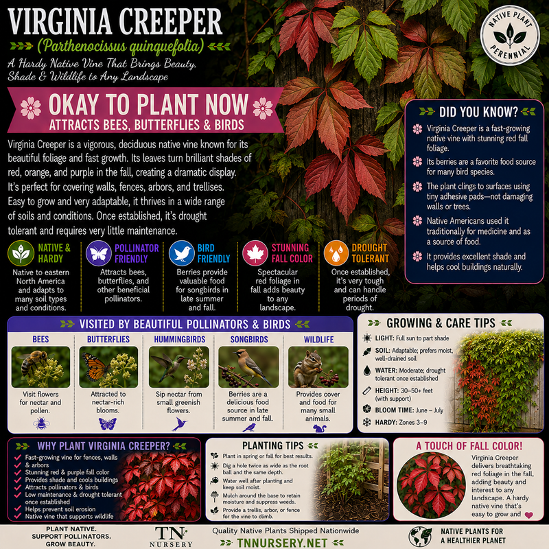 Virginia Creeper Plant