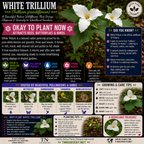 White Trillium