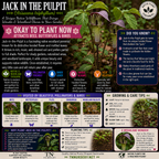 Jack In The Pulpit Plant