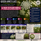 Queen Anne's Lace