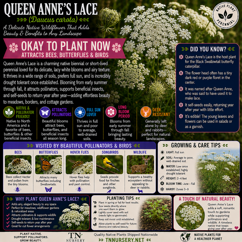 Queen Anne's Lace