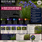 Blue Flag Iris Plant