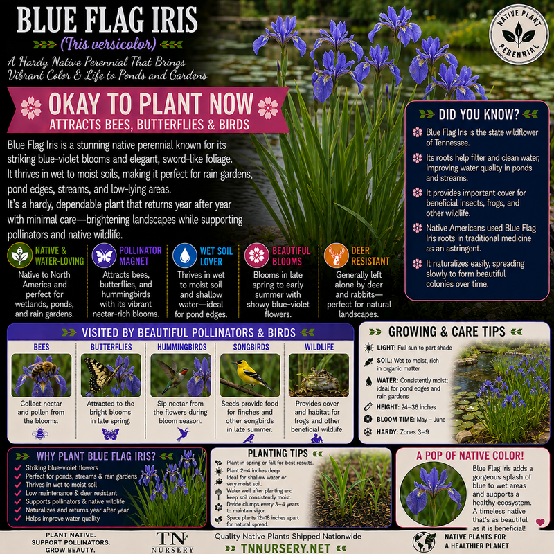 Blue Flag Iris Plant