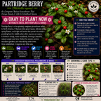 Partridge Berry