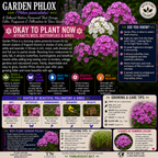 Garden Phlox