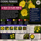 Evening Primrose Plant