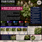 Foam Flower