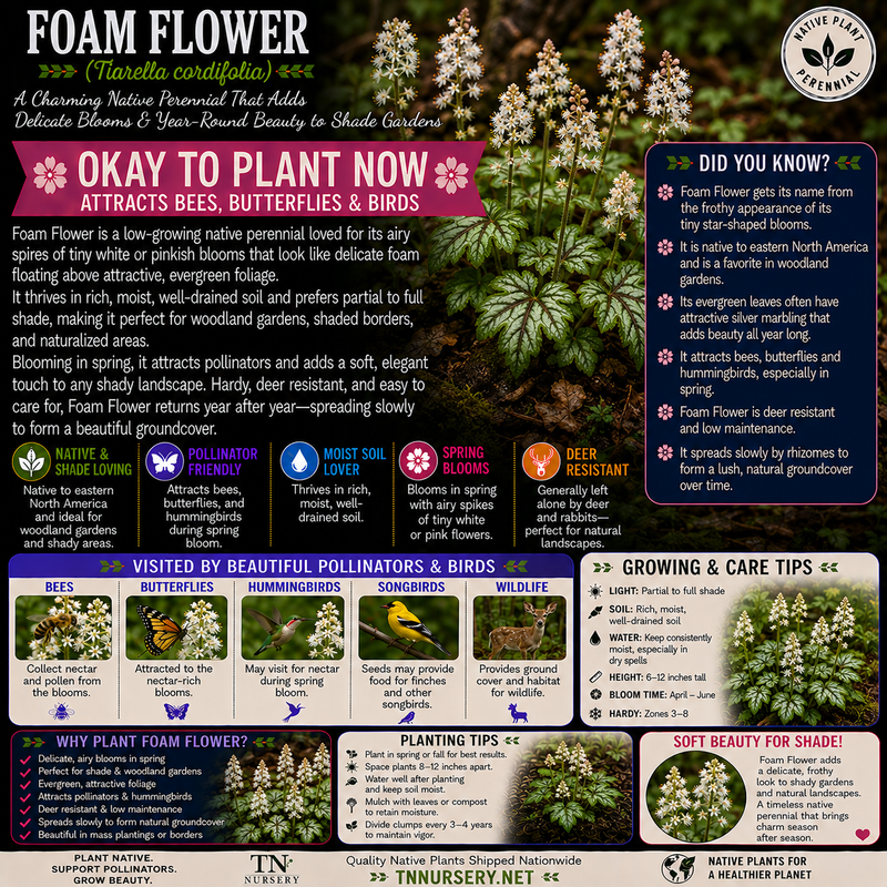 Foam Flower