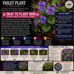 Violet Plant