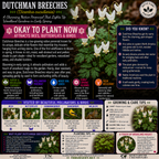 Dutchman's Breeches