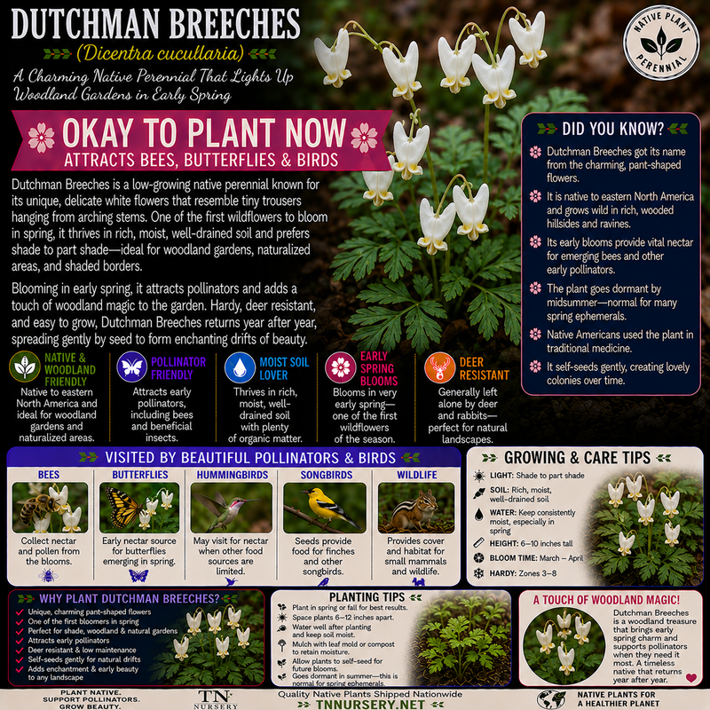 Dutchman's Breeches