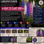 Larkspur Flower