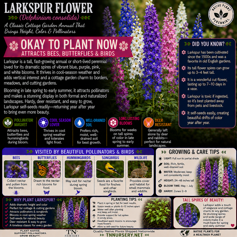 Larkspur Flower