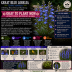 Great Blue Lobelia