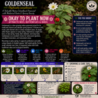 Goldenseal Plant