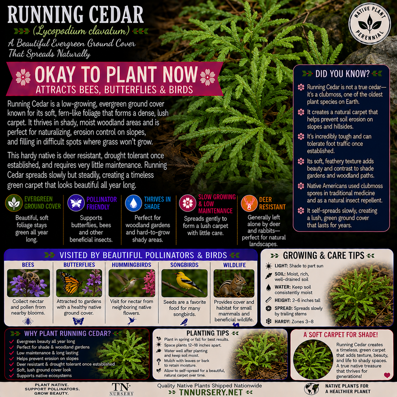 Running Cedar Plant