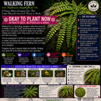 Walking Fern