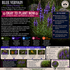 Blue Vervain