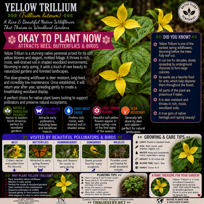 Yellow Trillium Plant