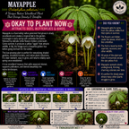 Mayapple