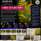 Goldenrod