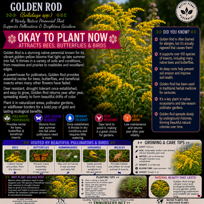 Goldenrod