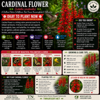 Cardinal Flower