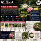 Water Lily Plant