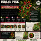 Indian Pink Plant