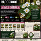 Bloodroot Plant
