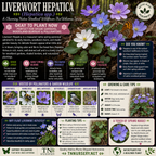 Liverwort Hepatica