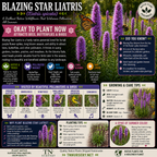 Blazing Star Liatris Plant