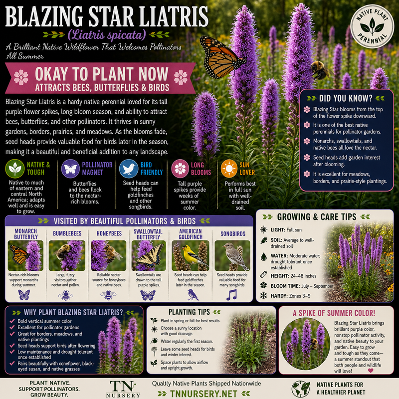 Blazing Star Liatris Plant