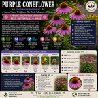 Purple Coneflower