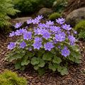 Liverwort Hepatica - TN Nursery