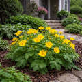 Celandine Poppy Plant - TN Nursery