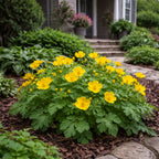 Celandine Poppy Plant