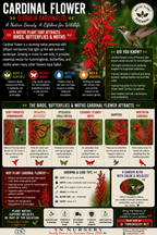 Cardinal Flower