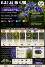 Blue Flag Iris Plant