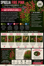 Indian Pink Plant - TN Nursery