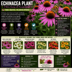 Echinacea Plant - TN Nursery
